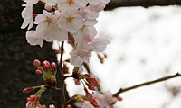 もうすぐ満開！天神中央公園の桜?花見席は届出先着順！