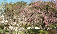 太宰府天満宮で梅の盆栽展、本日2月16日まで開催中！