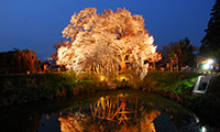 4月1日～4月10日に「浅井の一本桜」のライトアップ実施！！