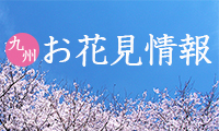 桜満開の季節☆ここがお薦め！九州お桜見情報in大分