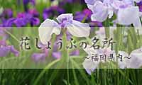 艶やかな初夏の風物詩「花しょうぶ」福岡の名所を紹介！